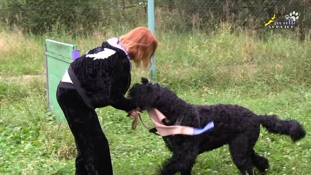 Дрессировка черных терьеров ЗКС 1, как включать собак в игру смотреть онлайн