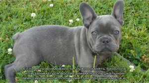 Бостон терьер: описание породы, стандарт, характер