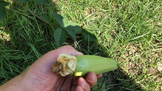 Самый лучший сорт кабачков - Ранний красавчик (Китай). смотреть онлайн