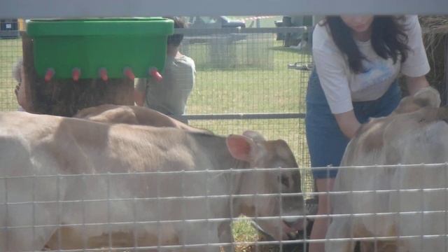 Коровы Бурая швицкая порода смотреть онлайн