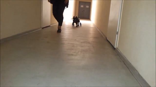 Собаки на колесах Animal Mobile смотреть онлайн