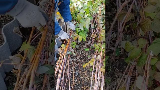В лесу малину кто пригибает?! смотреть онлайн