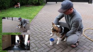 Лапомойка для собак