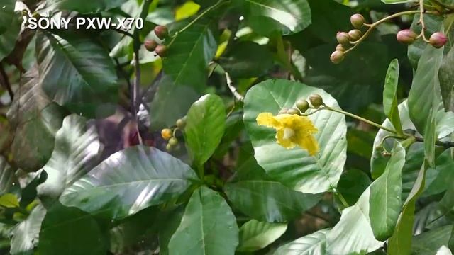 SONY PXW-X70 смотреть онлайн