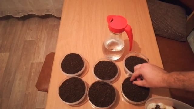 Как вырастить кедр из орешка.mp4 смотреть онлайн