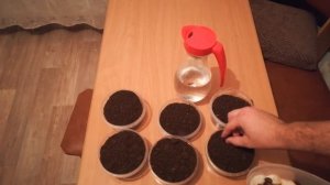 Как вырастить кедр из орешка.mp4