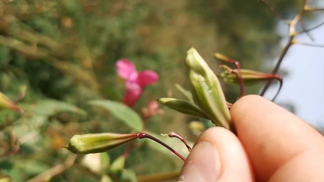 Недотрога (цветок). Проверь, дотронишься и он взорвётся. Завораживающие кадры.  Замедленая съемка.