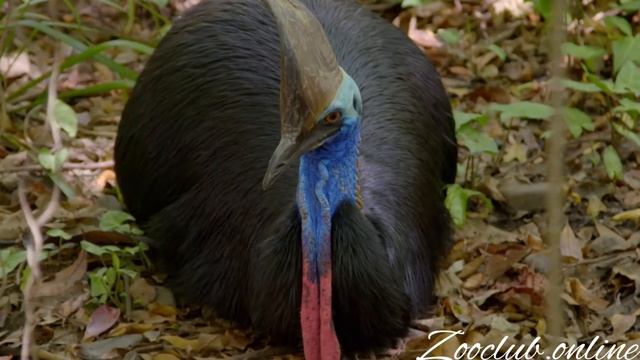 Страус Казуар