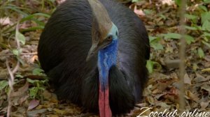 Страус Казуар