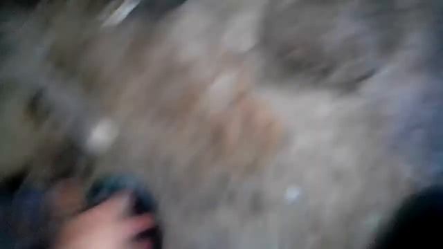 продаю Щенки лайки смотреть онлайн