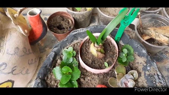 Como cuidar do amarilis / para florir смотреть онлайн