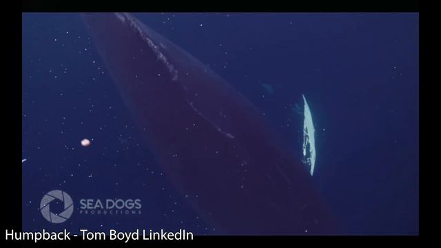 Tom Boyd Hall of Fame Introduction Speech смотреть онлайн