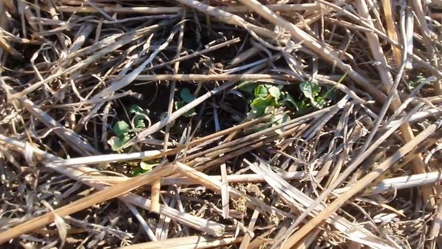 ПОЗДНИЕ ВСХОДЫ РАПСА после озимой пшеницы.Опрыскивание от злаковых сорняков.NO-TILL UKRAINE. смотреть онлайн