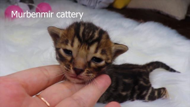 BENGALI MALE AVAILABLE ONLY IN BREED