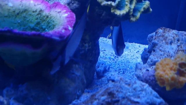 ТЕРМИНАЛ 21 ПАТТАЙЯ | ОРХИДЕИ | МИНИ ЗООПАРК | АКВАРИУМ | ТАИЛАНД смотреть онлайн