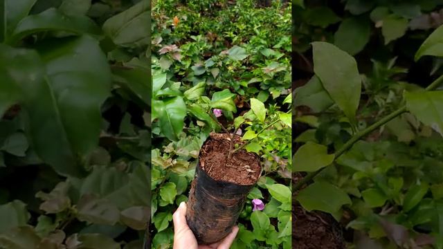MUDA BOUGAINVILLEA (8) смотреть онлайн