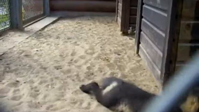 Лисята: Perpetuum Mobile смотреть онлайн