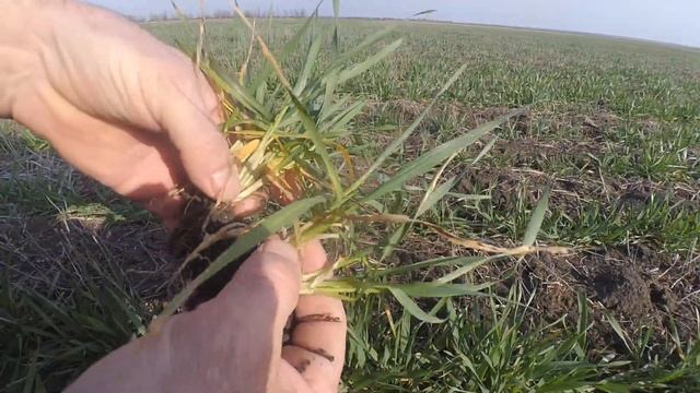 Как перезимовала оз. пшеница; сорт Нива и Огородница.? смотреть онлайн