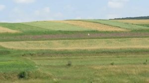 ПОСЕВНЫЕ МЕДОНОСЫ