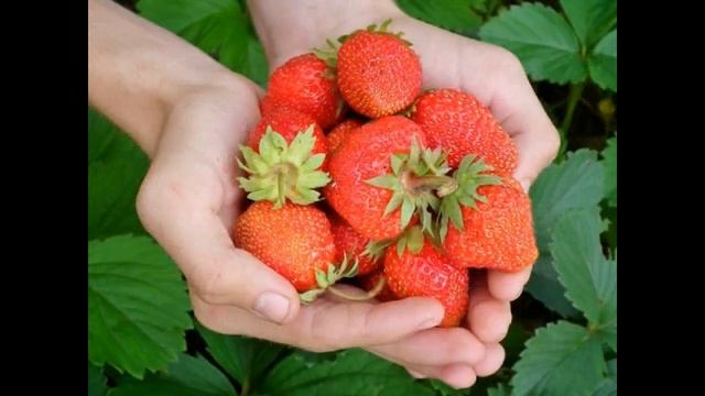 купить клубнику в самаре свежую