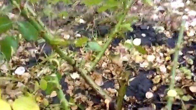 Роза почвопокровная обрезка смотреть онлайн