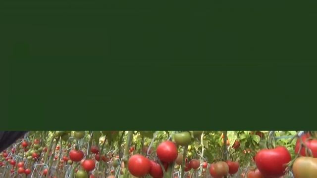 Пинк Параллель - Мощный и устойчивый томат, идеальный сладкий вкус! смотреть онлайн