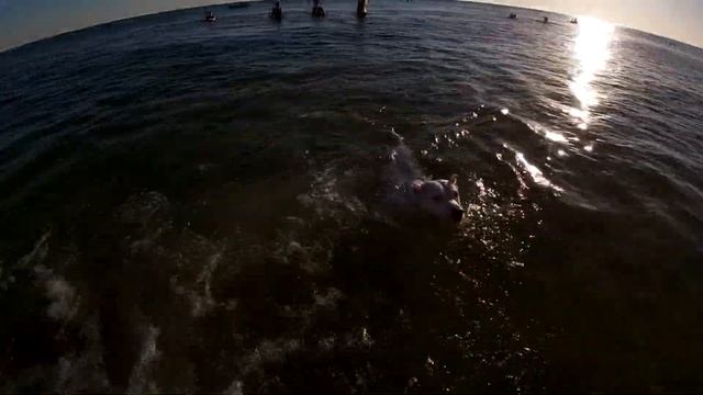 Амстафф Берта в чёрном море! Тренировка собаки в морской воде! смотреть онлайн