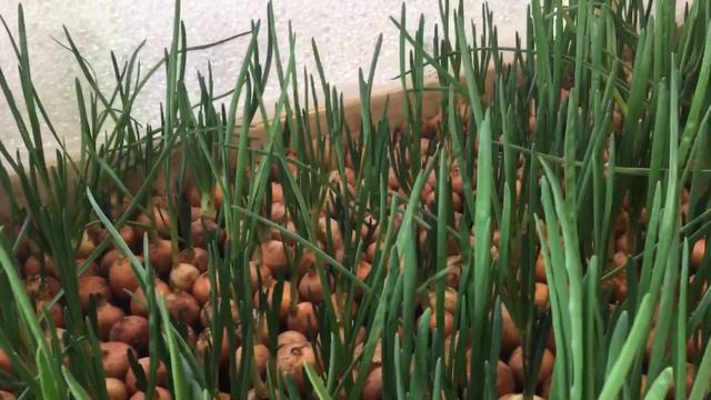 Лук на перо. Все о сбыте. Куда и как продавать лук на перо!!! смотреть онлайн