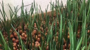 Лук на перо. Все о сбыте. Куда и как продавать лук на перо!!!