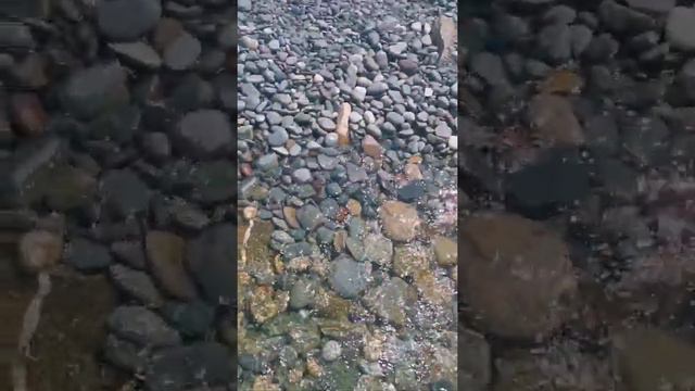 Канада 🇨🇦 остров Ньюфаундленд/Пляж "Middle Cove Beach" смотреть онлайн
