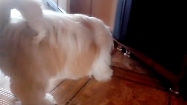 Ши-тцу играет с мячом смотреть онлайн