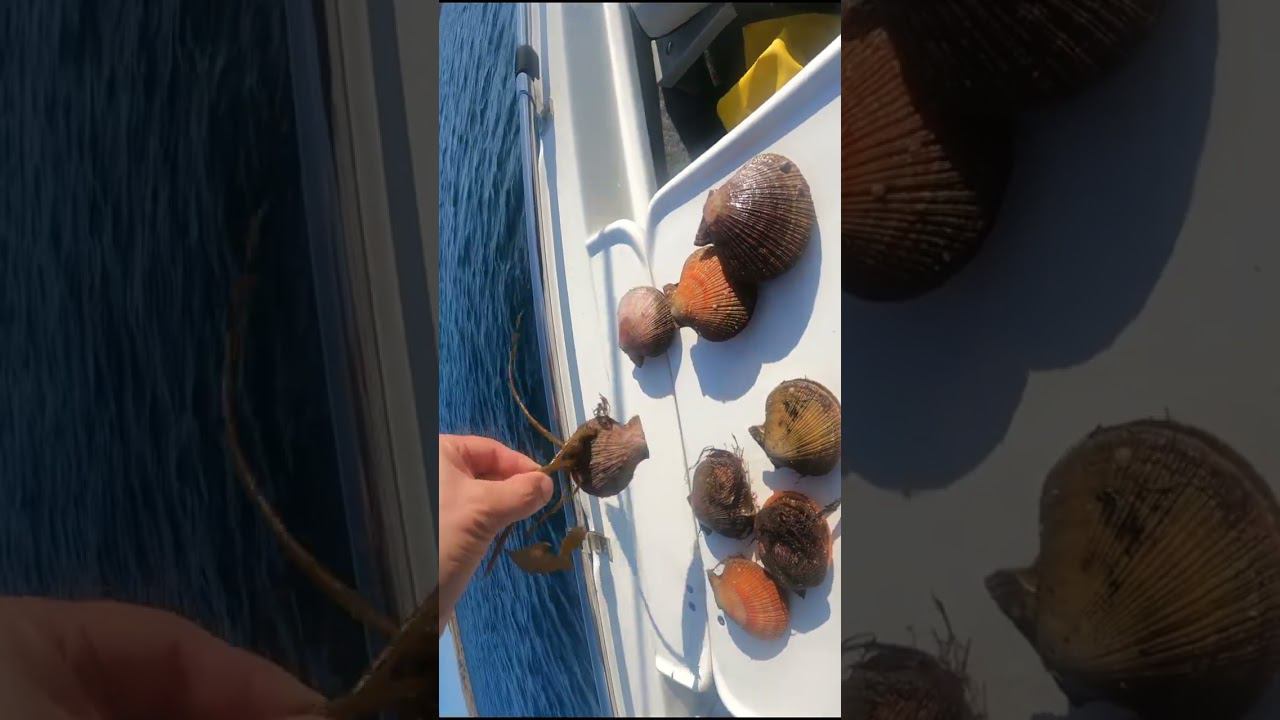 #русскиймеханик #shorts морской гребешок смотреть онлайн