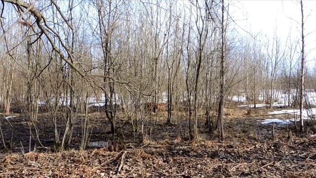 Охота на лис