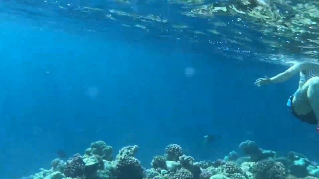 Підводний світ Червоного Моря смотреть онлайн
