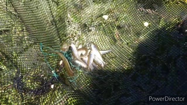 Как стимулировать молодых, да и не только кур к яйценоскости. Недорого и эффективно смотреть онлайн