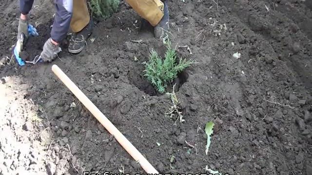 Можжевельник Грин Карпет: описание и характеристики сорта смотреть онлайн