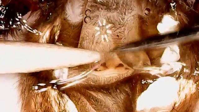 Heteroscodra Maculata. Определение пола паука птицееда (female ~L6)