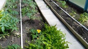 Капельный полив томатов в теплице.
