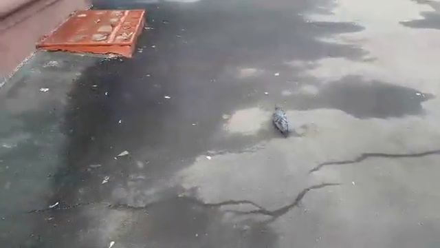 Решил покормить голубя, а он сыт! смотреть онлайн