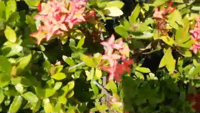 Ixora Coccinea - Jungle Flame - Jungle Geranium with Yellow and Red Flowers смотреть онлайн