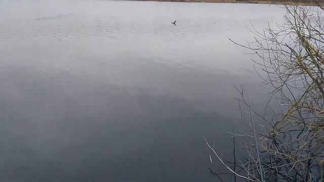 Разведка по ПЛОТВЕ | Окрестности Жодино | Рыбалка в Беларуси | Fishing in Belarus смотреть онлайн