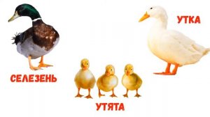 Домашние животные и их детеныши. Мамы, папы и малыши. Развивающие мультики для детей!