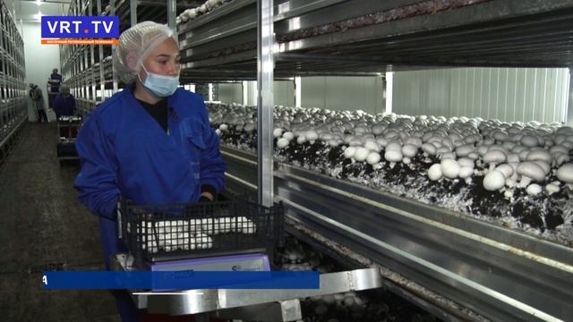 Хороший гриб еще поискать надо. Подскажем, где их целый миллион. смотреть онлайн