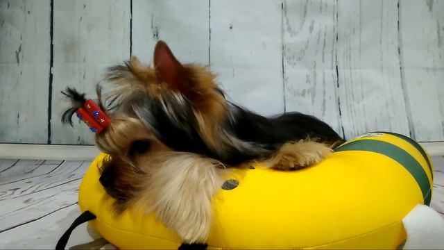 Щенок йоркширского терьера смотреть онлайн