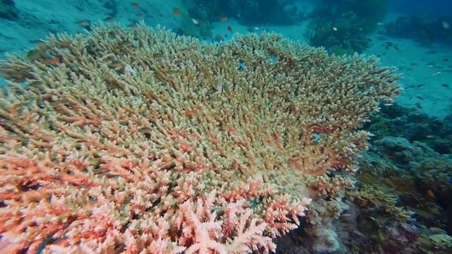 The Best Of Red Sea Underwater In 4K - Colorful Reefs & Sea Life + Music