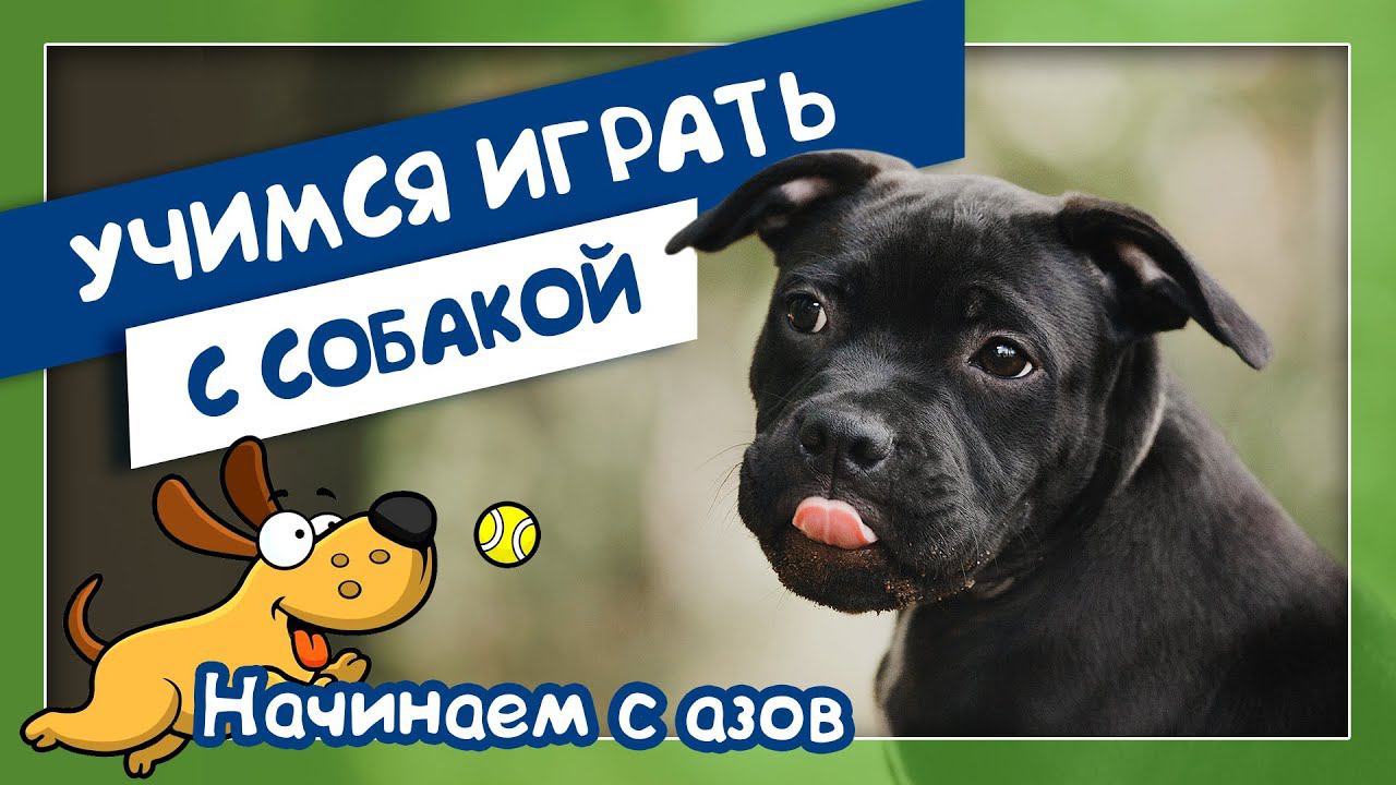Учимся играть с собакой. Начинаем с азов (Алеся Проскурякова и стаффбультерьер Руби)