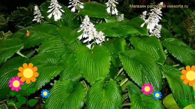 Хоста гибридная Ниагара фоллс. Краткий обзор, описание характеристик hosta hybrida Niagara Falls смотреть онлайн