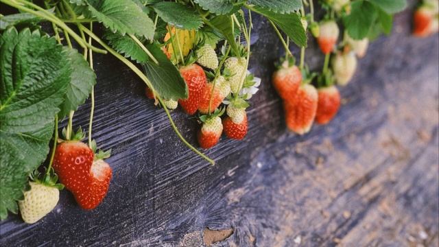 Клубника Весь Год | Замораживаем Ягоду Клубнику | Strawberry смотреть онлайн