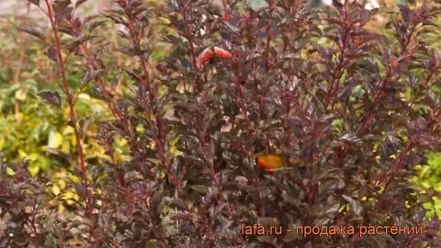 Пузыреплодник калинолистный Литл Дэвил ? обзор: как сажать, саженцы пузыреплодника Литл Дэвил смотреть онлайн