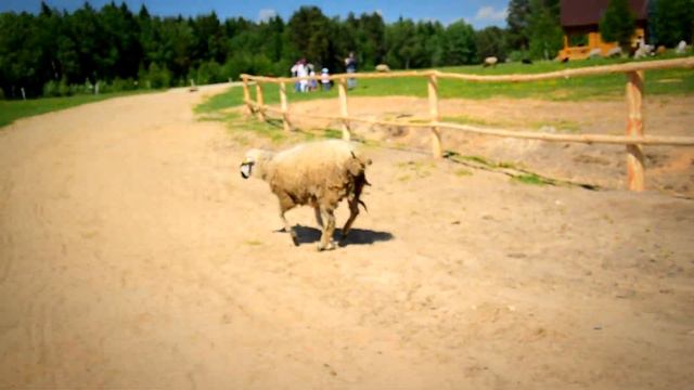 Экоферма "Березино" смотреть онлайн